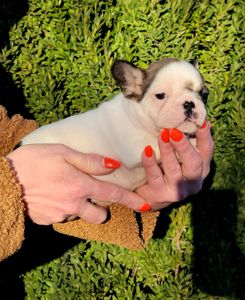 Французский бульдог девочка