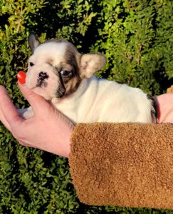 Французский бульдог девочка