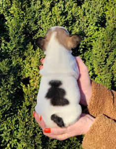 Французский бульдог девочка