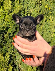 Французский бульдог девочка