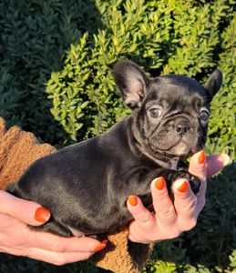 Французский бульдог девочка