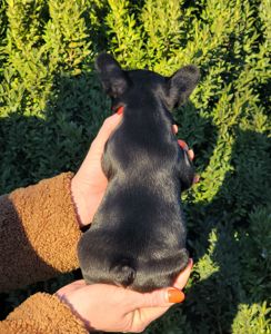 Французский бульдог девочка