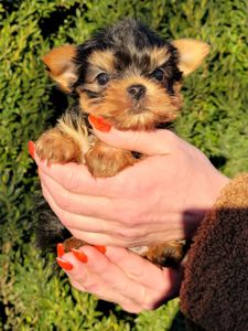 Йоркширский терьер мальчики