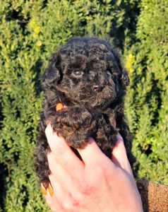 Мальтипу мальчик