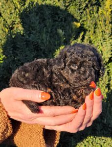 Мальтипу мальчик