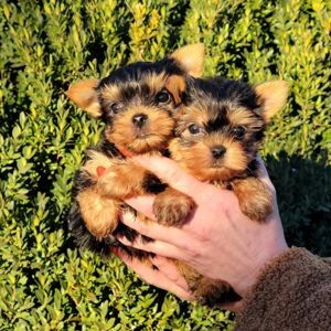 Йоркширский терьер мальчики