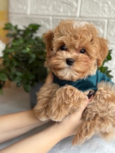 Хлопчик мальтіпу