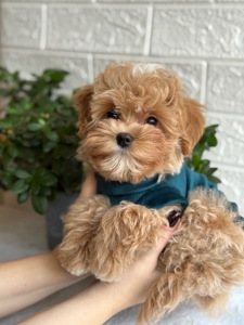 Хлопчик мальтіпу