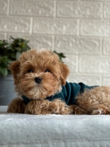 Хлопчик мальтіпу