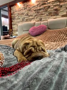 Шарпей хлопці 2,5 міс. КСУ-FCI