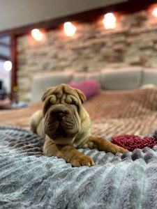 Шарпей хлопці 2,5 міс. КСУ-FCI