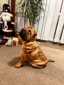 Шарпей хлопці 2,5 міс. КСУ-FCI