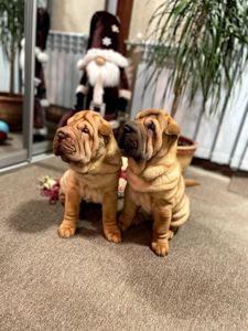 Шарпей хлопці 2,5 міс. КСУ-FCI