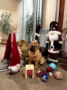 Шарпей хлопці 2,5 міс. КСУ-FCI