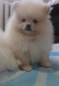 Померанський шпіц, чарівні хлопчики і дівчатка