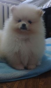 Померанський шпіц, чарівні хлопчики і дівчатка