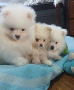 Померанський шпіц, чарівні хлопчики і дівчатка