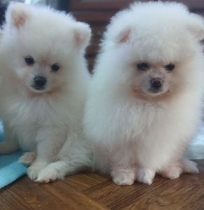 Померанський шпіц, чарівні хлопчики і дівчатка