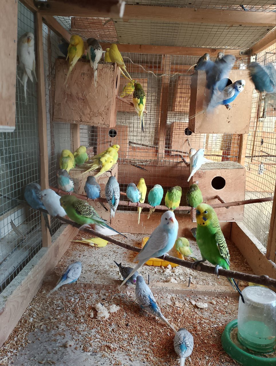 Волнистый попугай