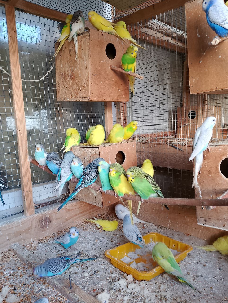 Волнистый попугай