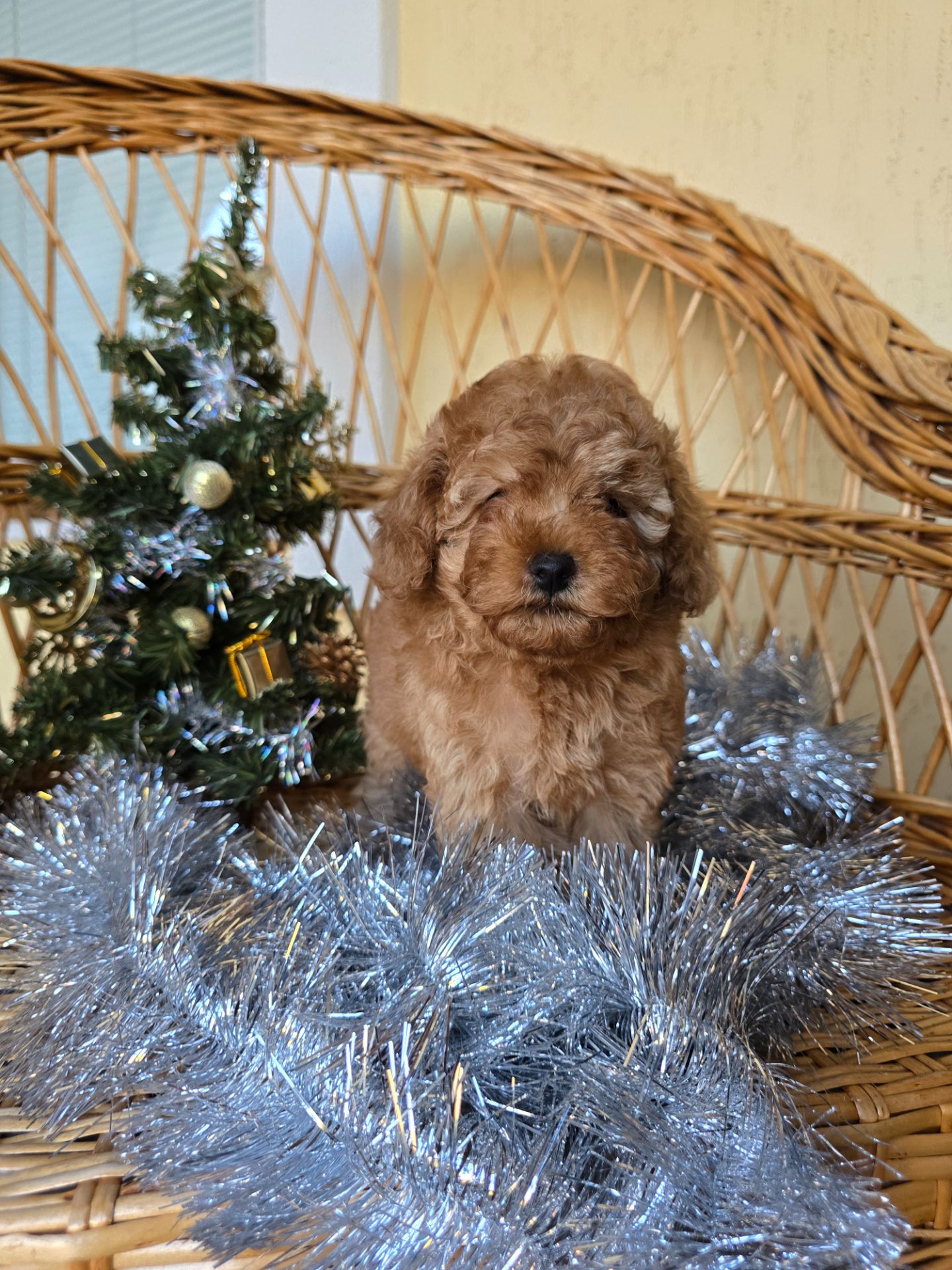 Дівчинка той пудель