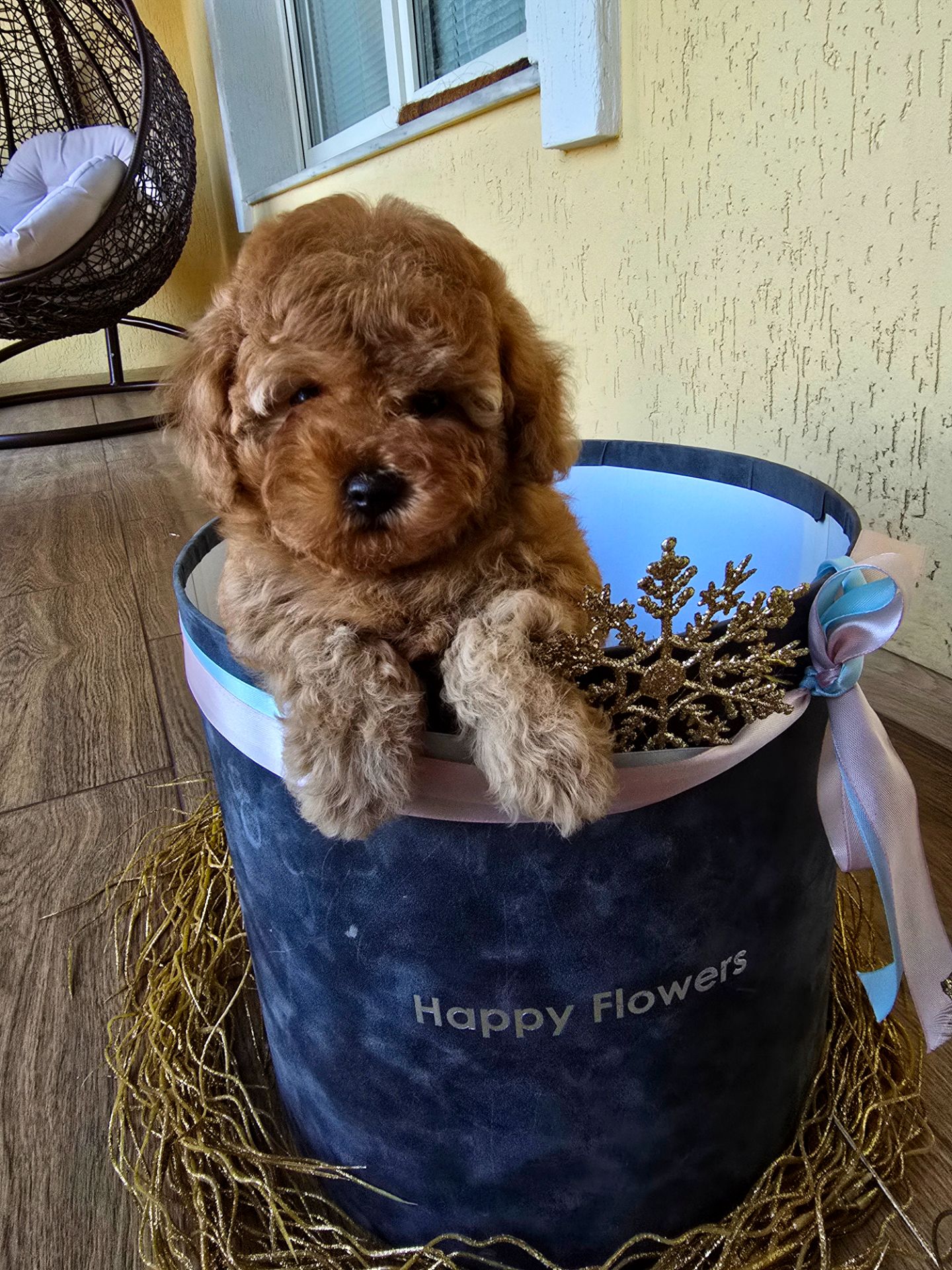 Дівчинка той пудель