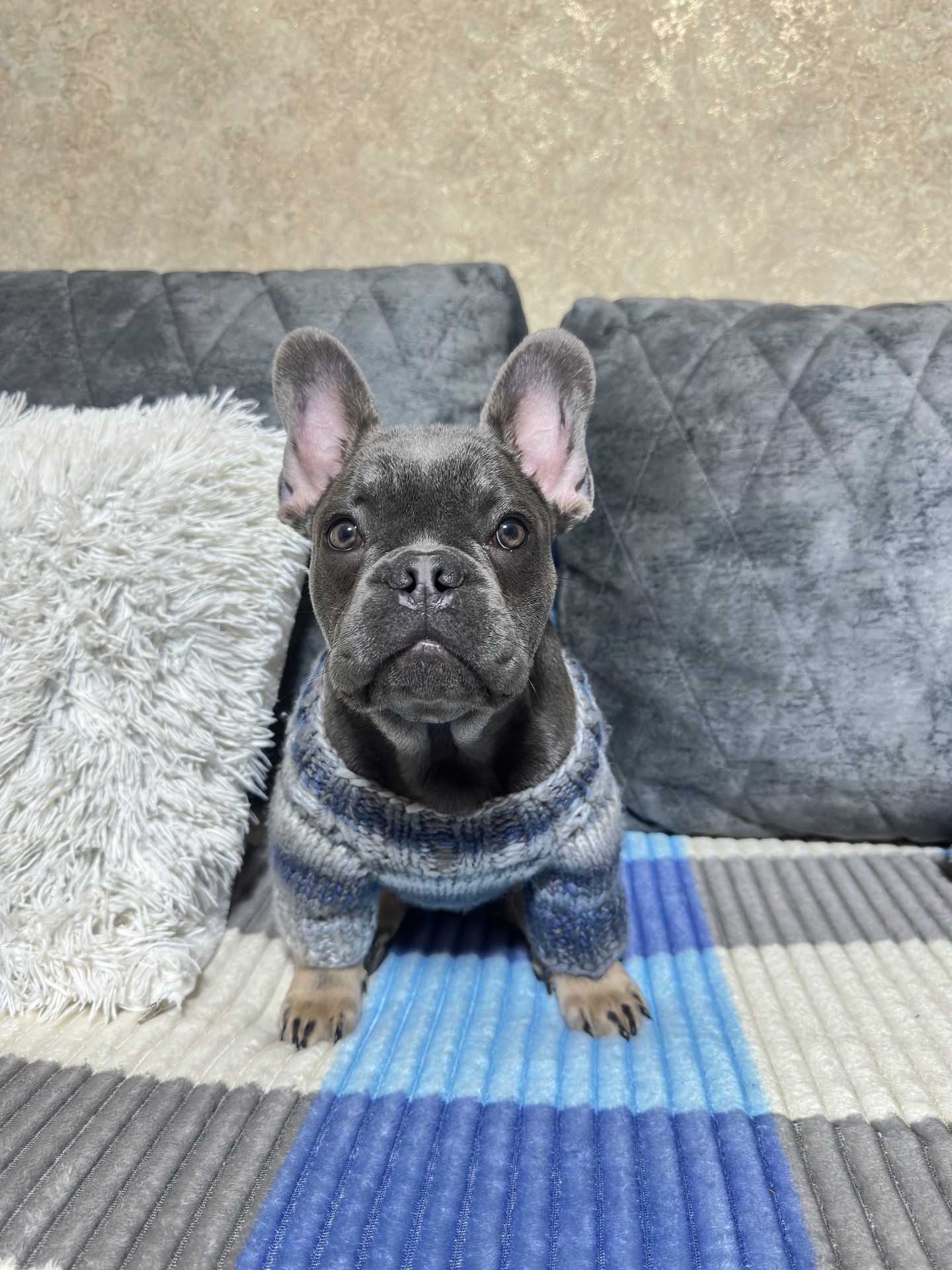 Французький бульдог