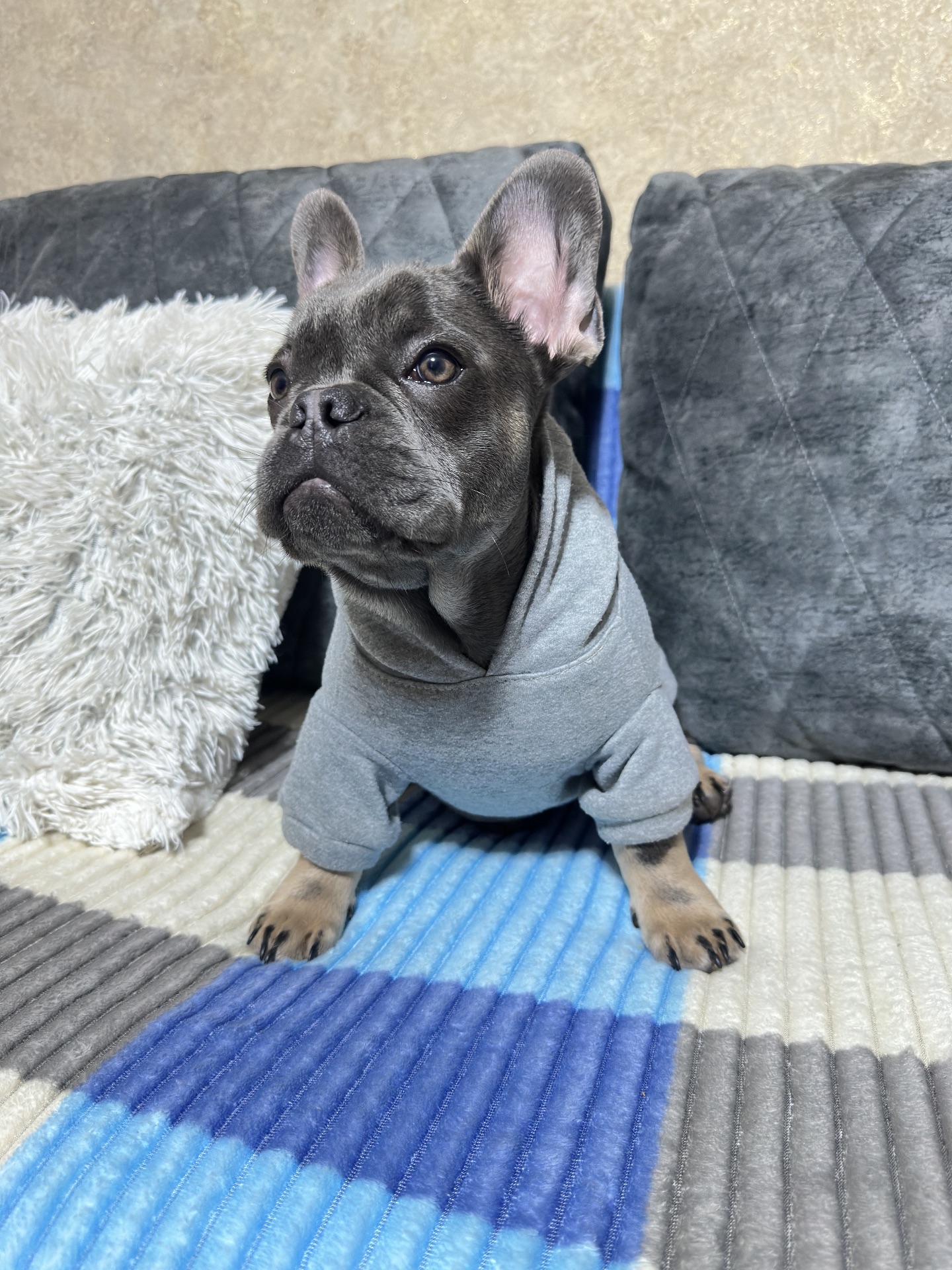 Французький бульдог