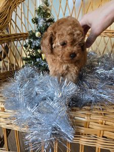 Дівчинка той пудель