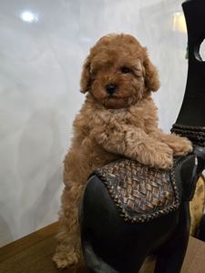 Дівчинка той пудель