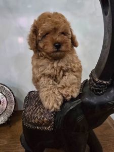 Дівчинка той пудель