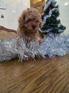 Дівчинка той пудель