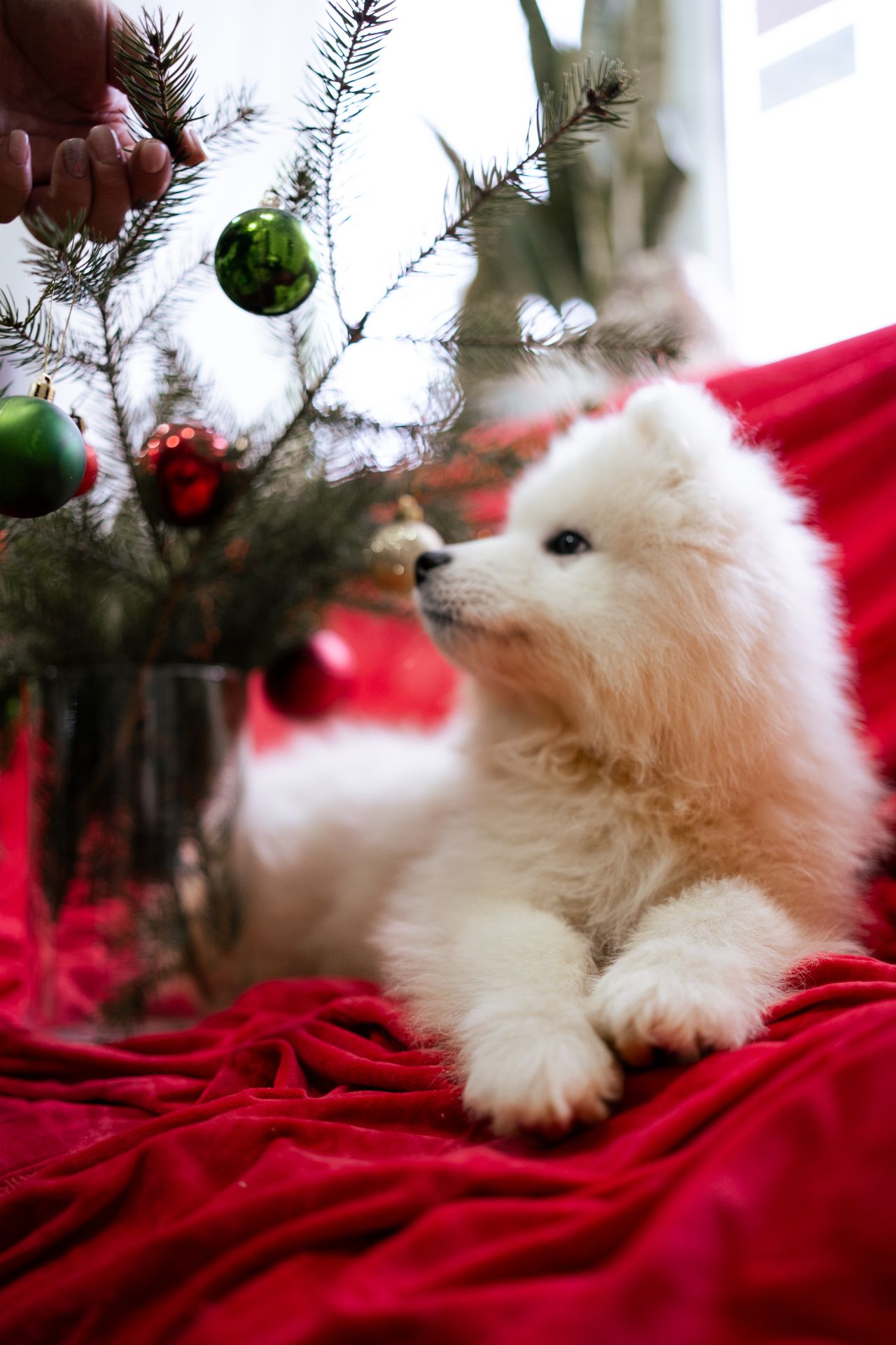 Цуценята самоїдської лайки