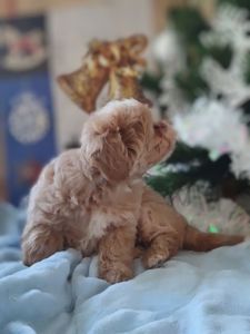 Міні хлопчик мальтіпу Ф1