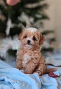 Міні хлопчик мальтіпу Ф1