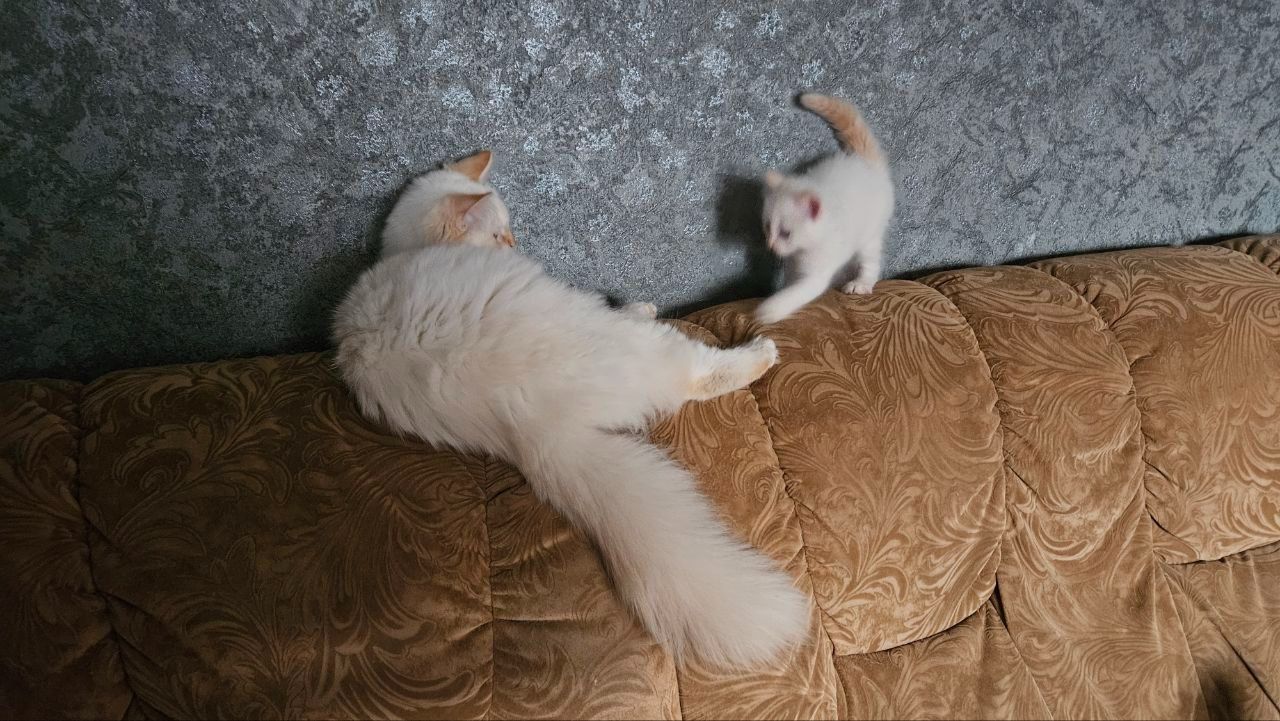 Пушистый котенок рэгдолл (Ragdoll) крем поинт. Мальчик.