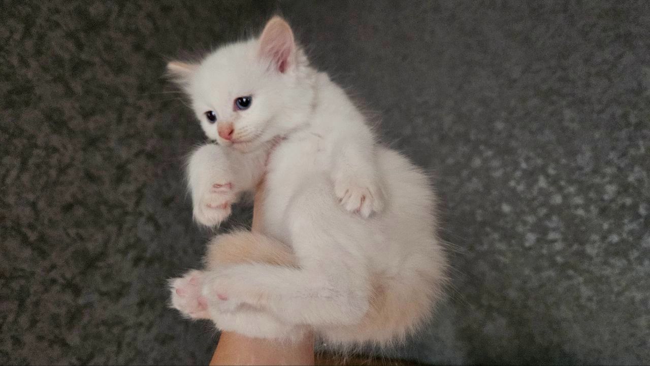 Пушистый котенок рэгдолл (Ragdoll) крем поинт. Мальчик.