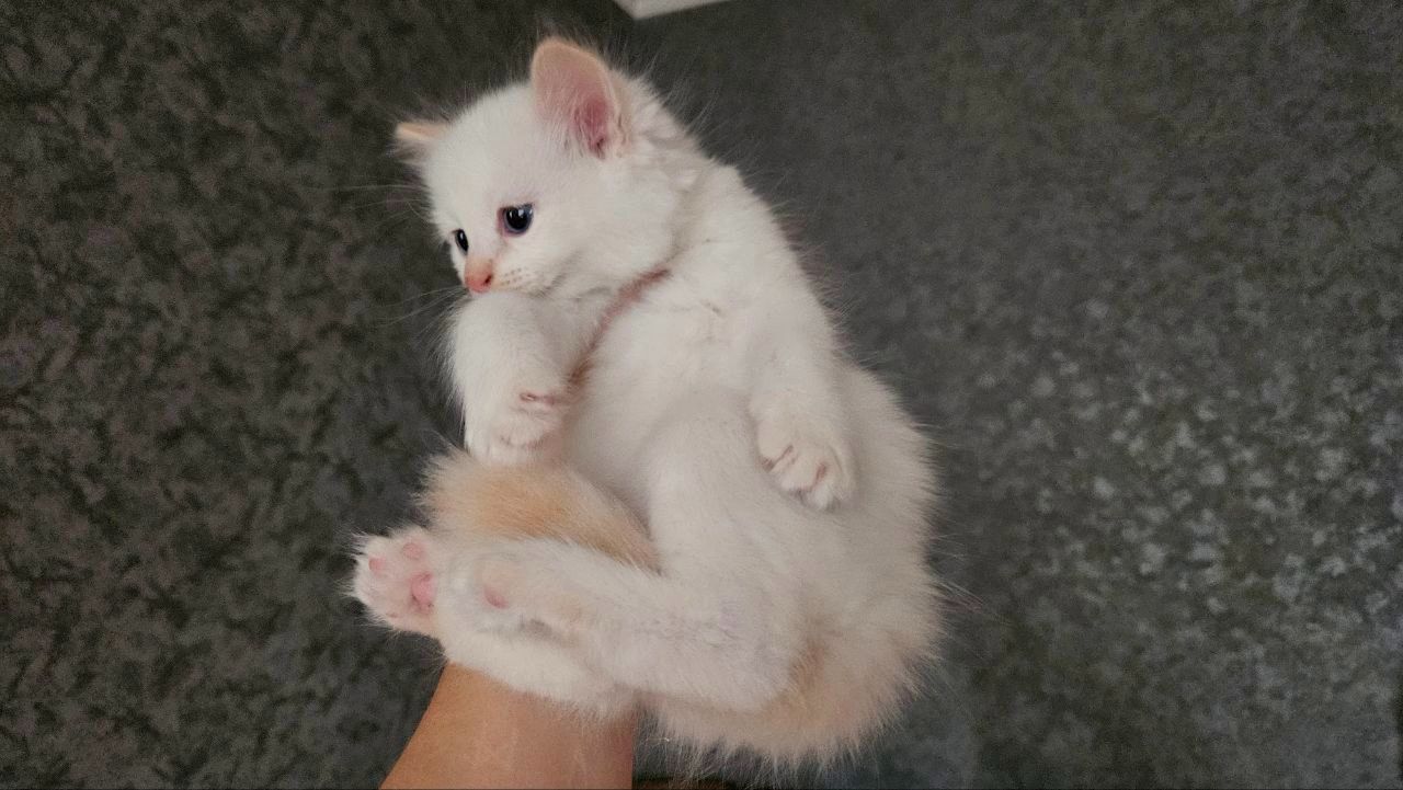 Пушистый котенок рэгдолл (Ragdoll) крем поинт. Мальчик.
