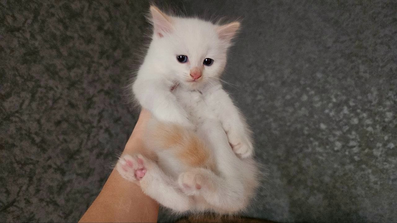 Пушистый котенок рэгдолл (Ragdoll) крем поинт. Мальчик.