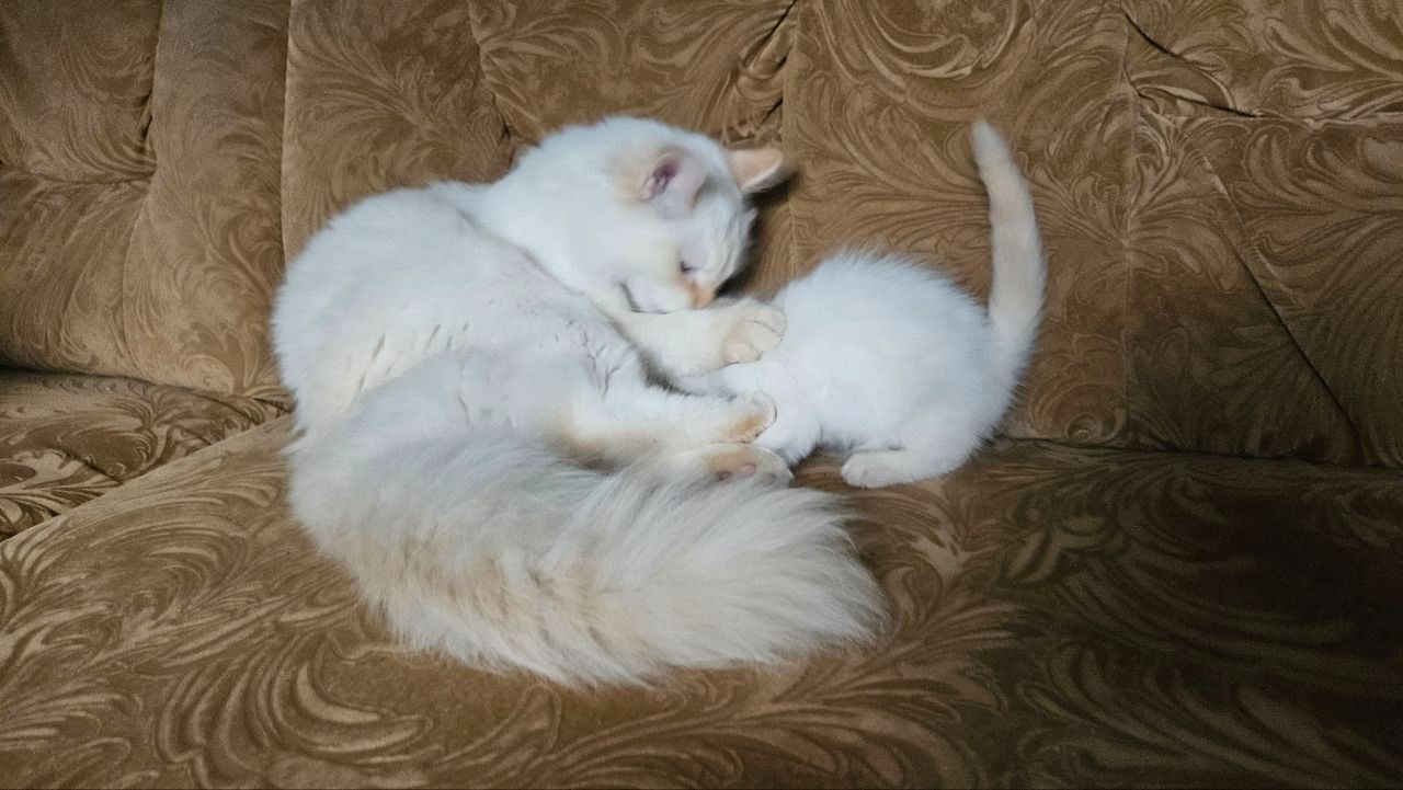 Пушистый котенок рэгдолл (Ragdoll) крем поинт. Мальчик.