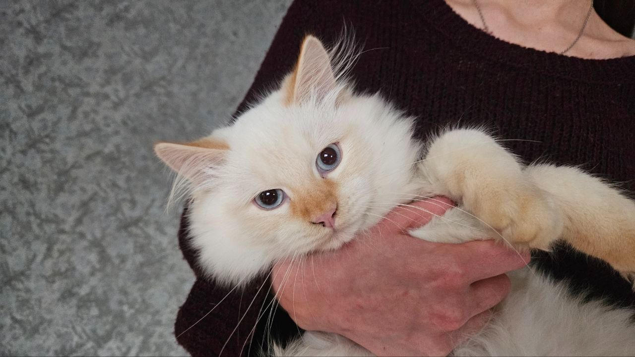 Пушистый котенок рэгдолл (Ragdoll) крем поинт. Мальчик.