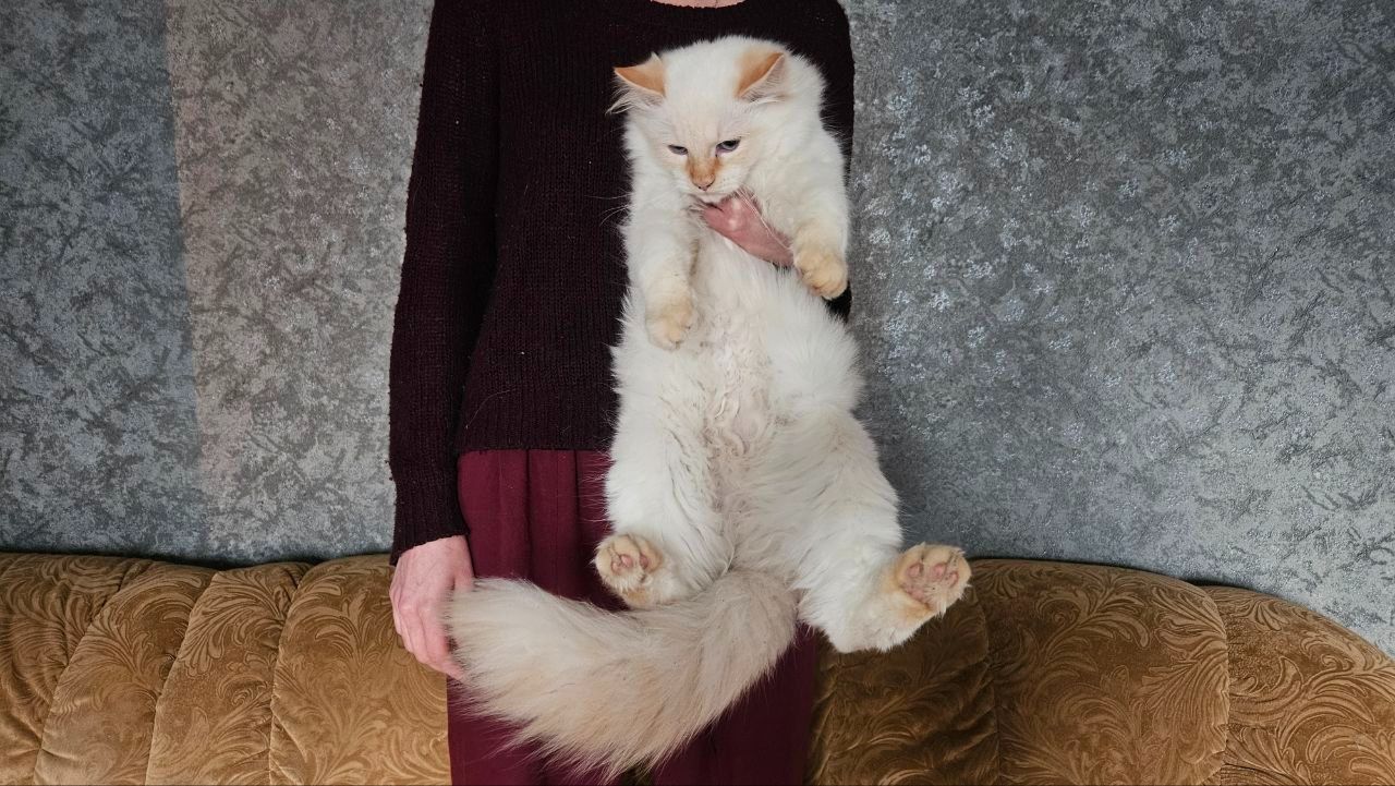Пушистый котенок рэгдолл (Ragdoll) крем поинт. Мальчик.