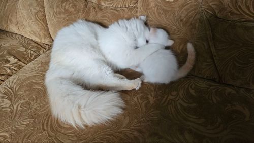 Пушистый котенок рэгдолл (Ragdoll) крем поинт. Мальчик.