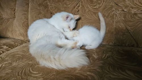 Пушистый котенок рэгдолл (Ragdoll) крем поинт. Мальчик.