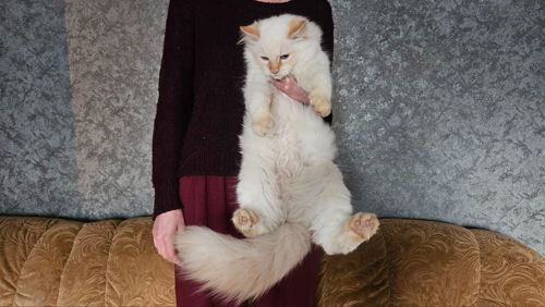 Пушистый котенок рэгдолл (Ragdoll) крем поинт. Мальчик.