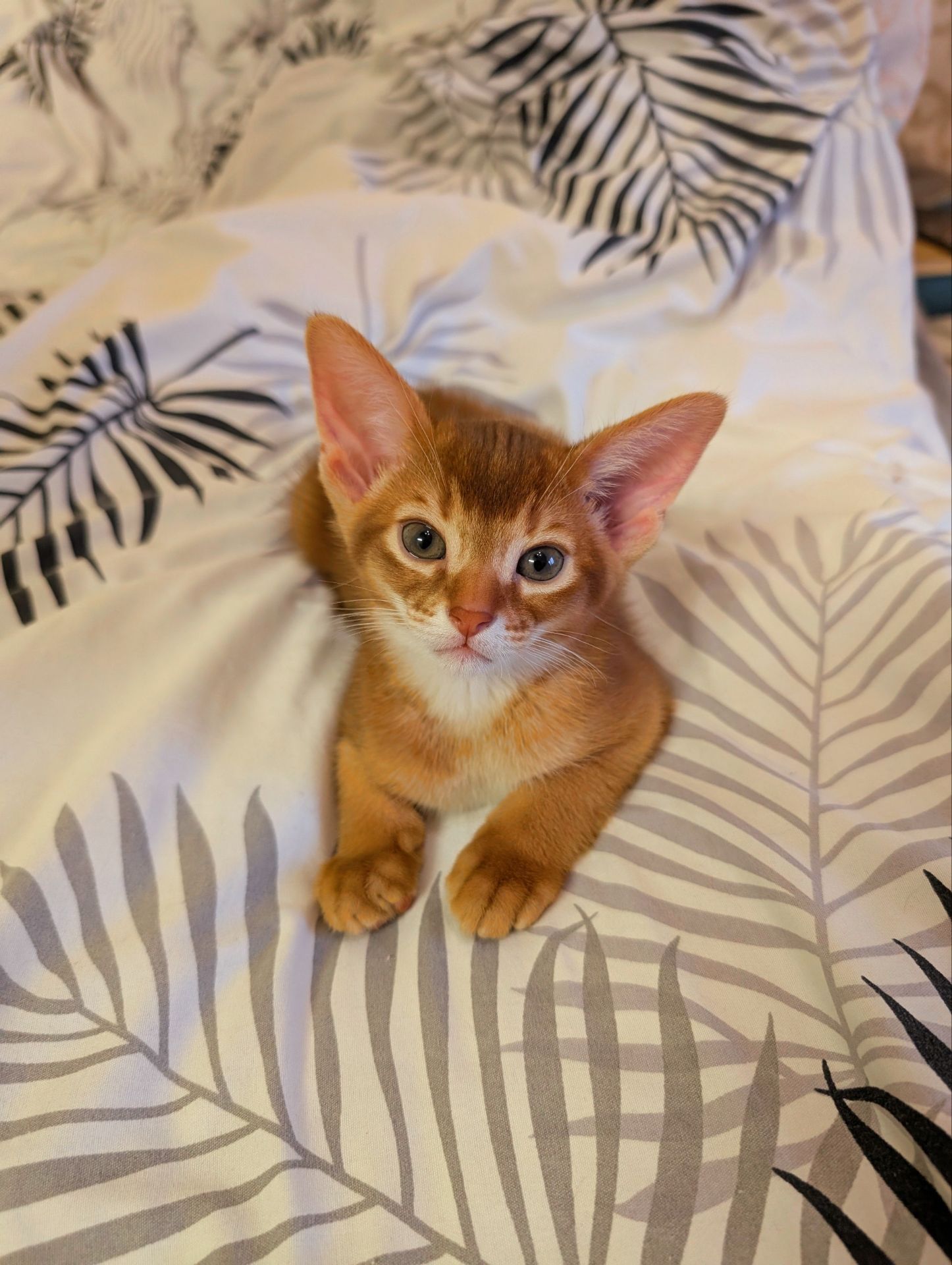 Хлопчик Сорель CFA розплідник абісинських котів