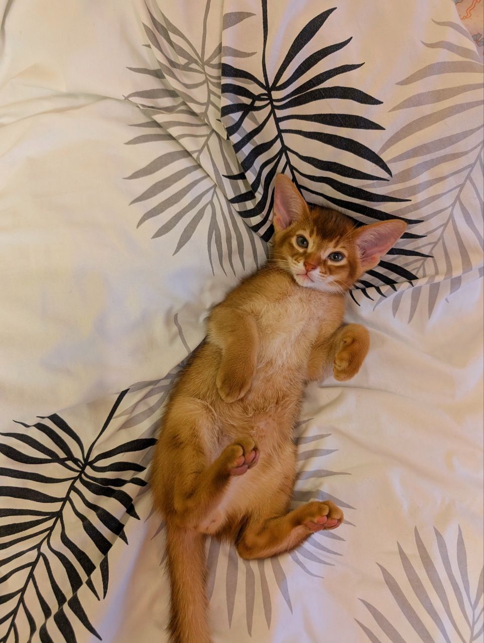 Хлопчик Сорель CFA розплідник абісинських котів