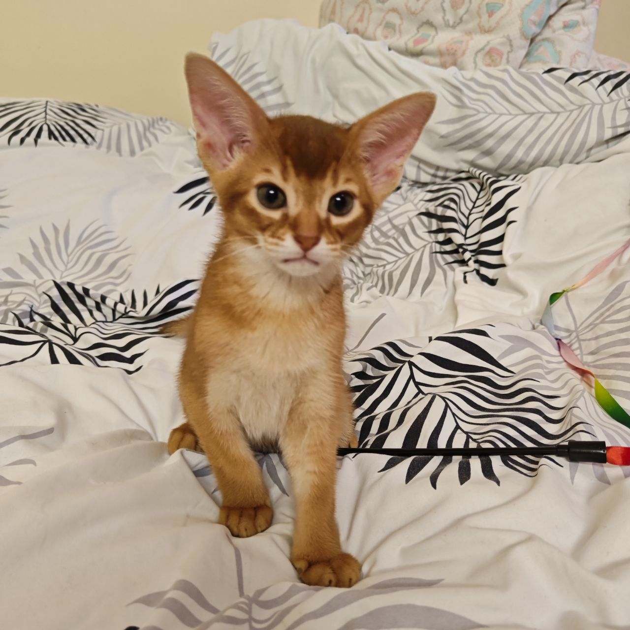 Хлопчик Сорель CFA розплідник абісинських котів