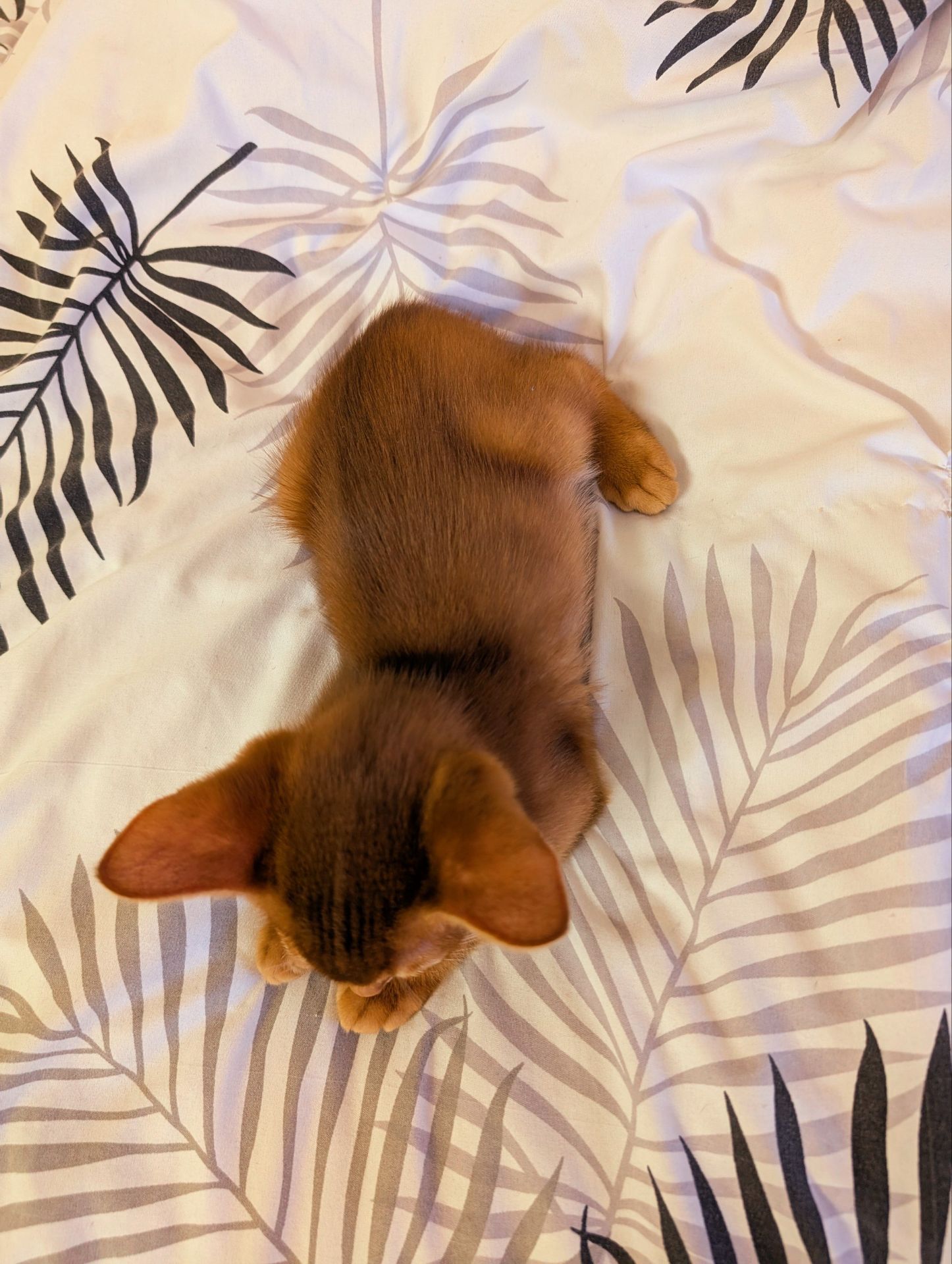 Хлопчик Сорель CFA розплідник абісинських котів