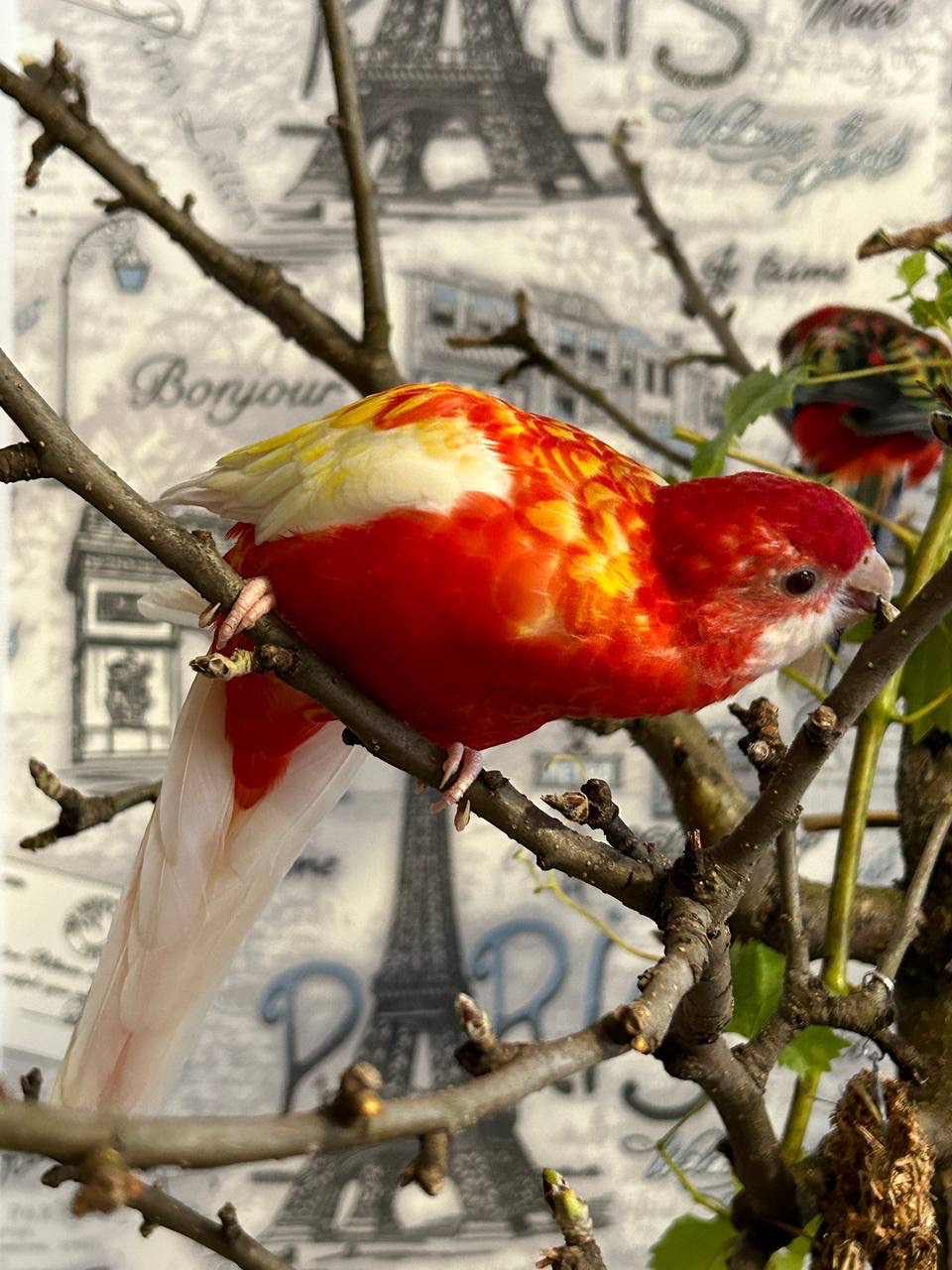 Пара Розелл